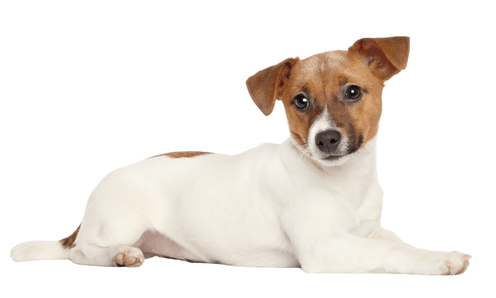 Jack Russell Terrier dog Jack Russell Terrier dog
