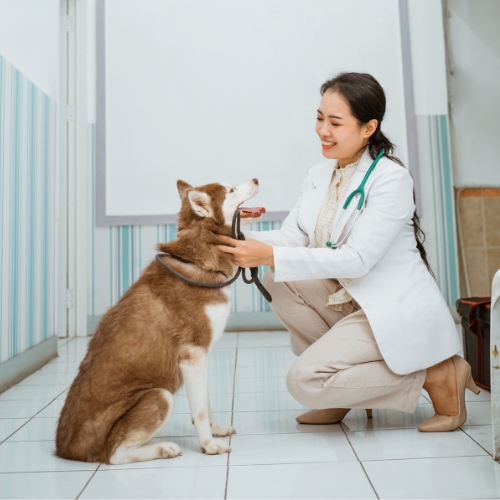 A vet dressed in a white coat kneels beside a dog