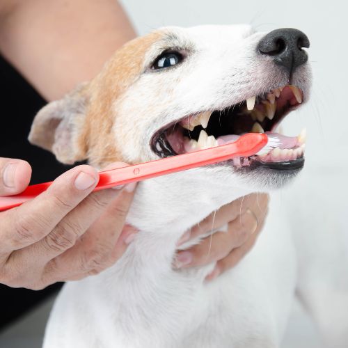 A vet clean the dog's teeth