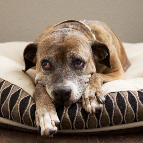 A sad-looking dog rests its head forlornly on a plush pet bed