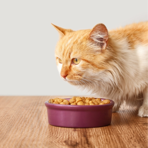 A cat approaches a bowl filled with cat food