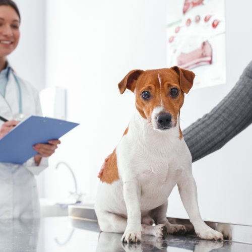 A dog sits on a veterinary examination table