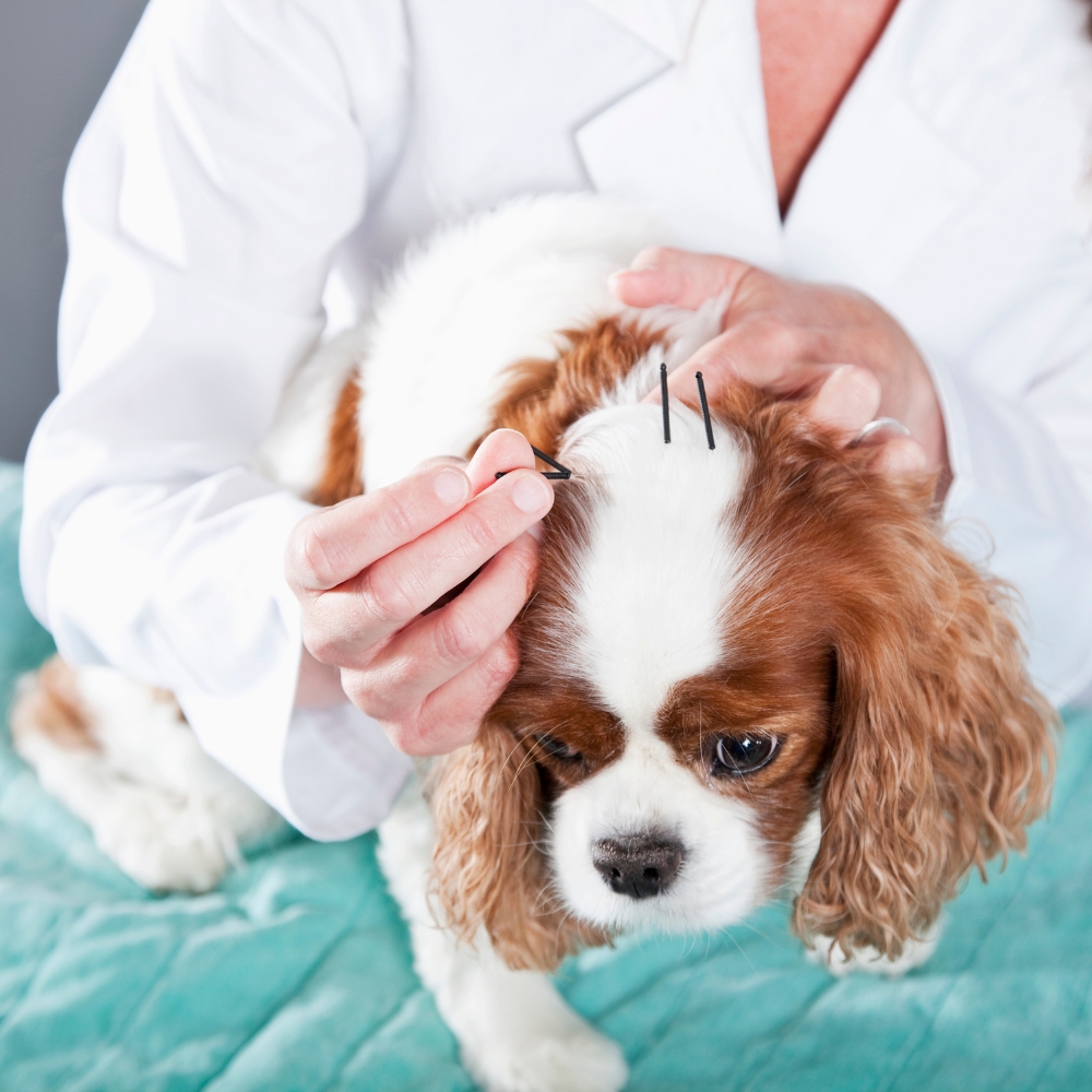 A vet applies acupuncture needles on the head of a dog