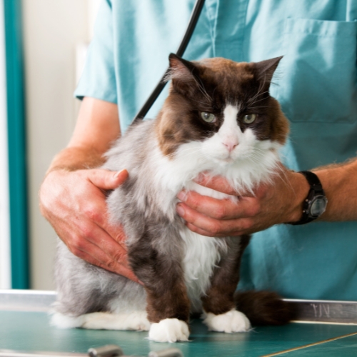 A vet in a blue shirt gently holds a cat