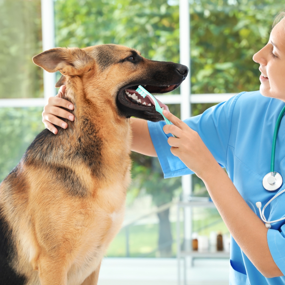 A vet gently brushes the teeth of a dog