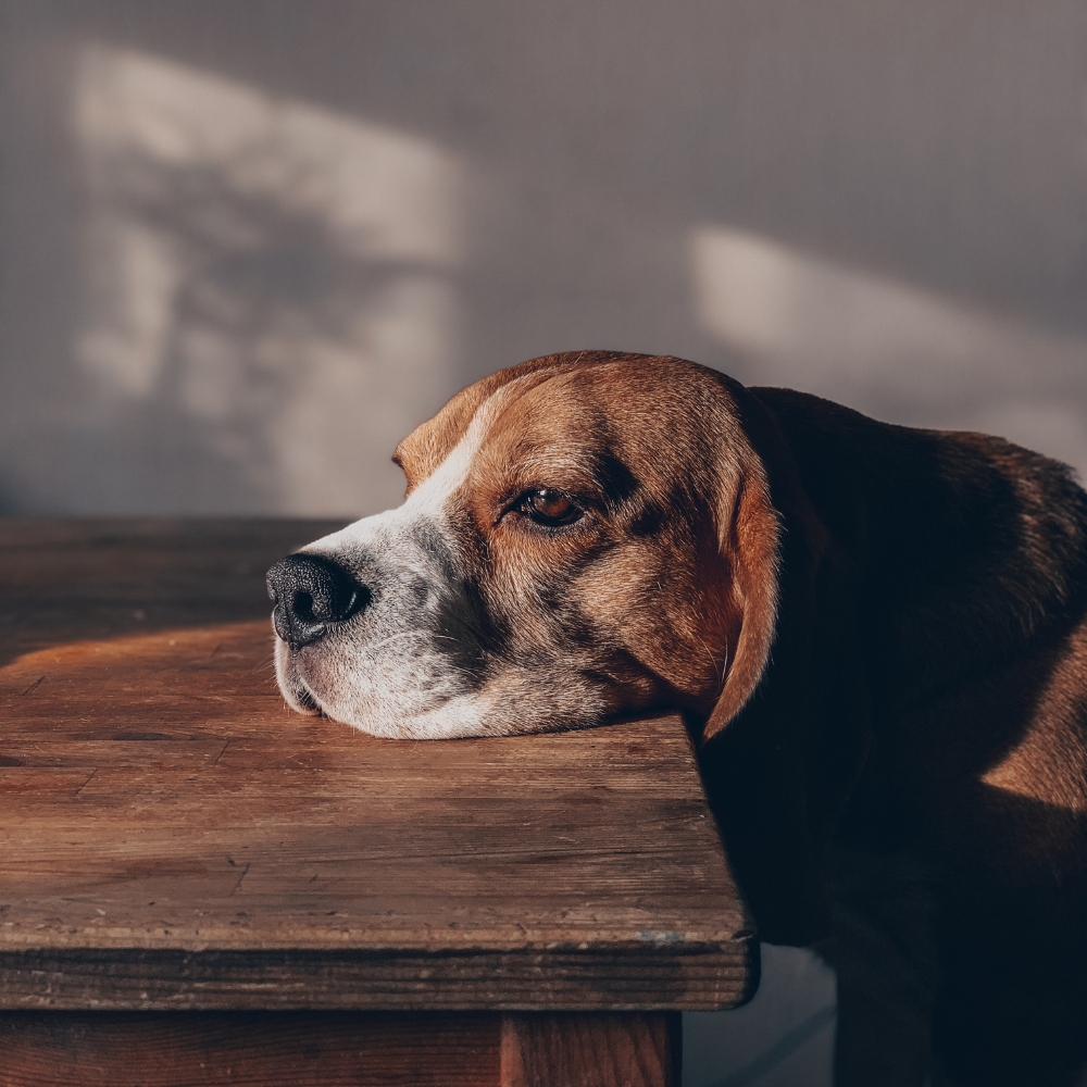 A dog rests its head on a wooden table