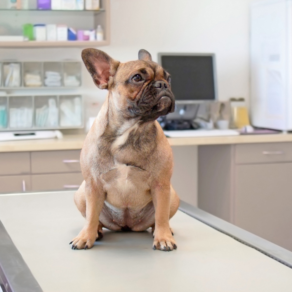A dog sits on an exam table