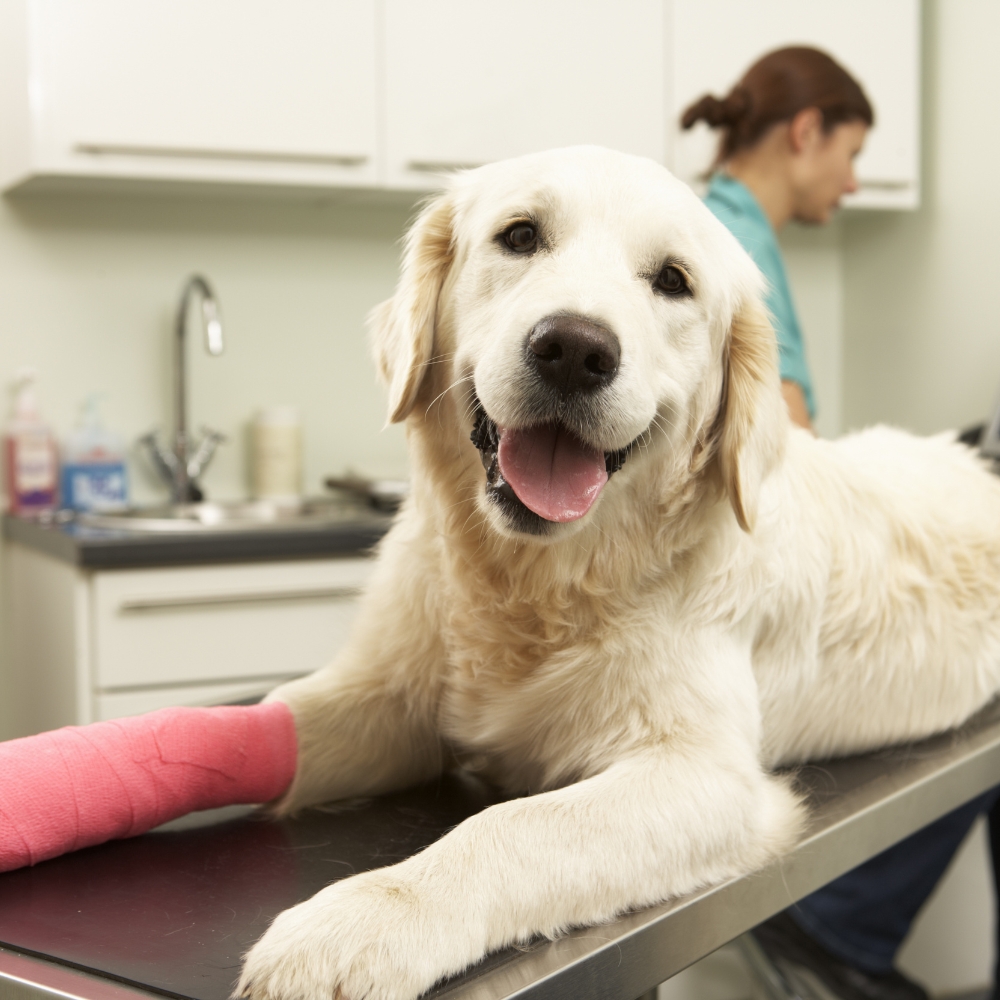 A dog lounges on a veterinary table