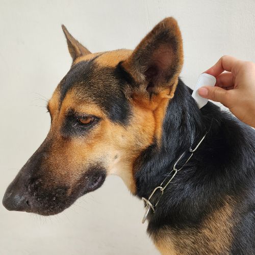 A person gently pets a dog