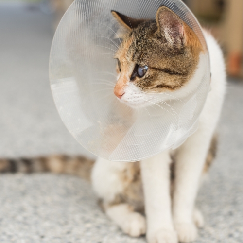 A cat wearing a protective cone