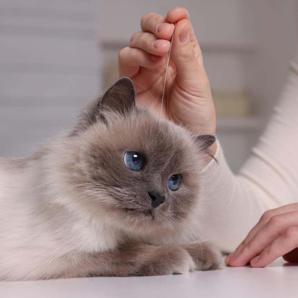 A vet applies acupuncture needles on the head of a cat