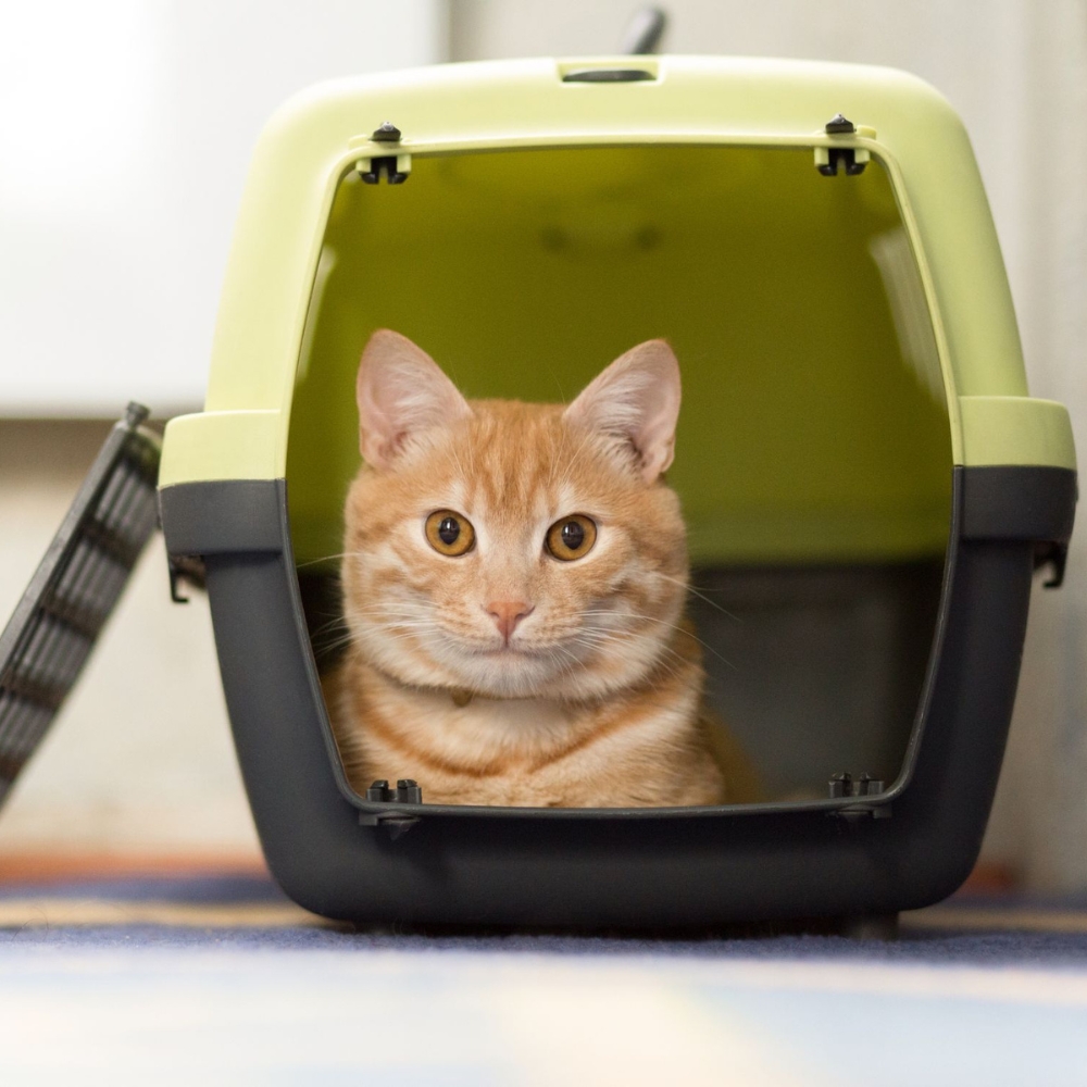 A happy cat sits inside in a pet carrier