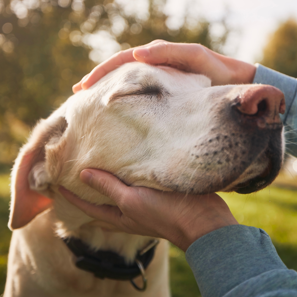 a dog getting petted by a man