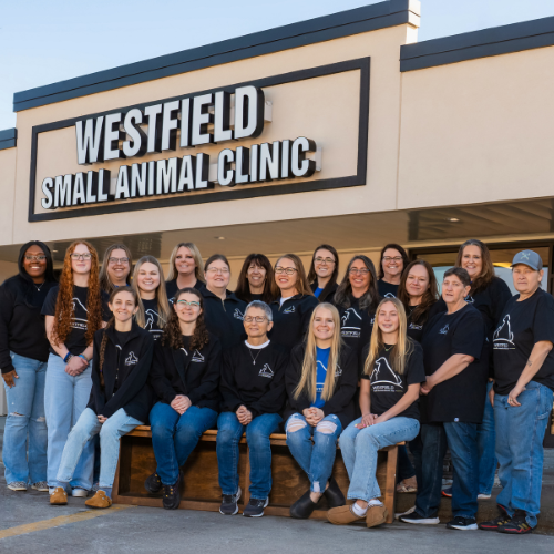 Clinic Staff Westfield Small Animal Clinic team