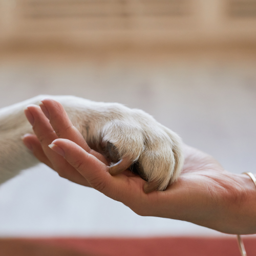 a view of a woman holding a dog's paw